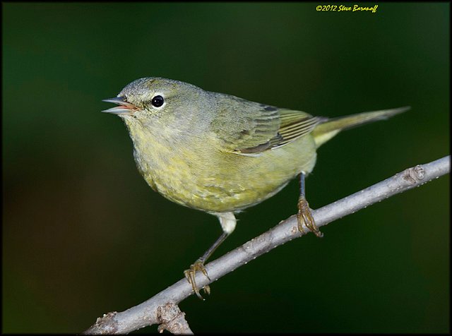 _2SB1319 orange-crowned warbler.jpg
